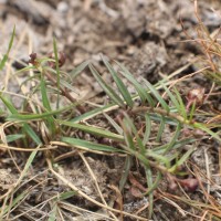 Ceropegia lankana (Dassan. & Jayas.) Bruyns